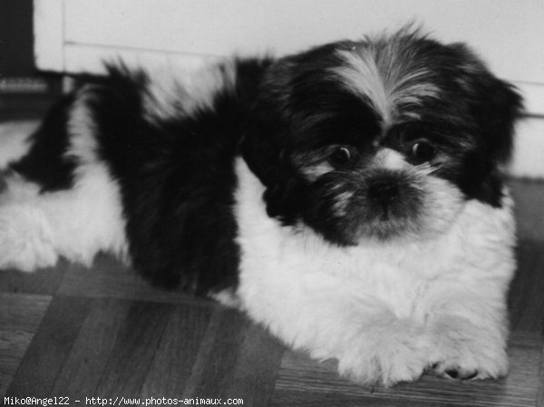 Photo de Shih tzu