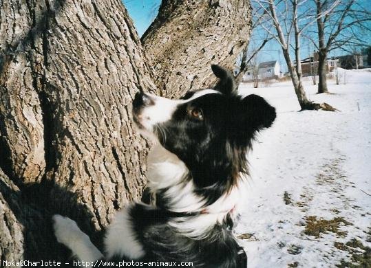 Photo de Border collie