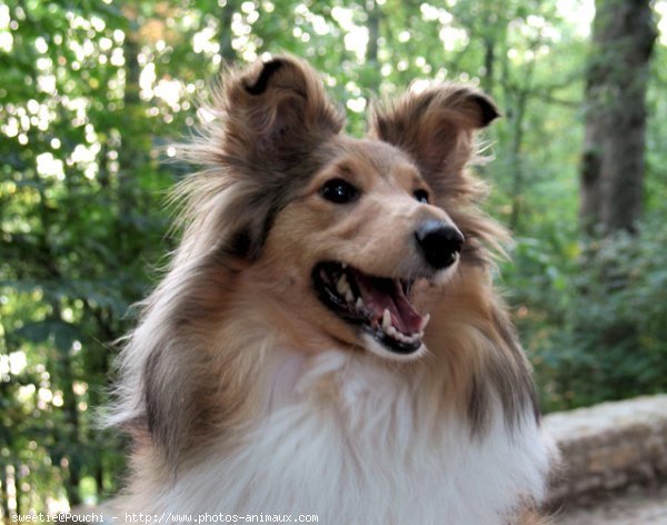 Photo de Chien de berger des shetland