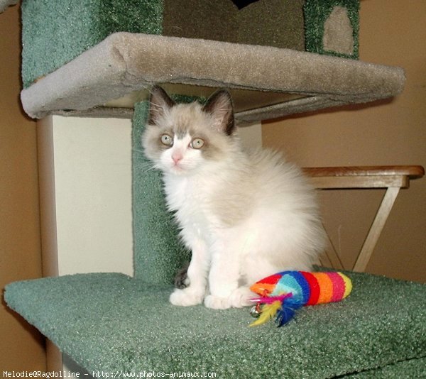 Photo de Ragdoll