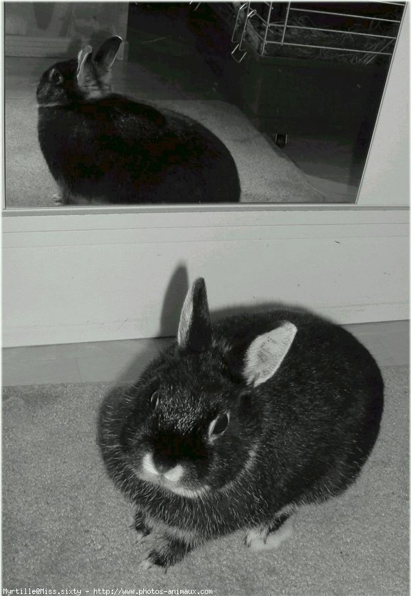 Photo de Lapin