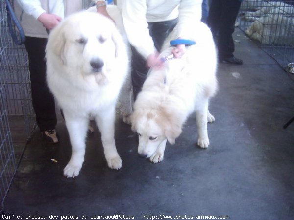 Photo de Chien de montagne des pyrnes