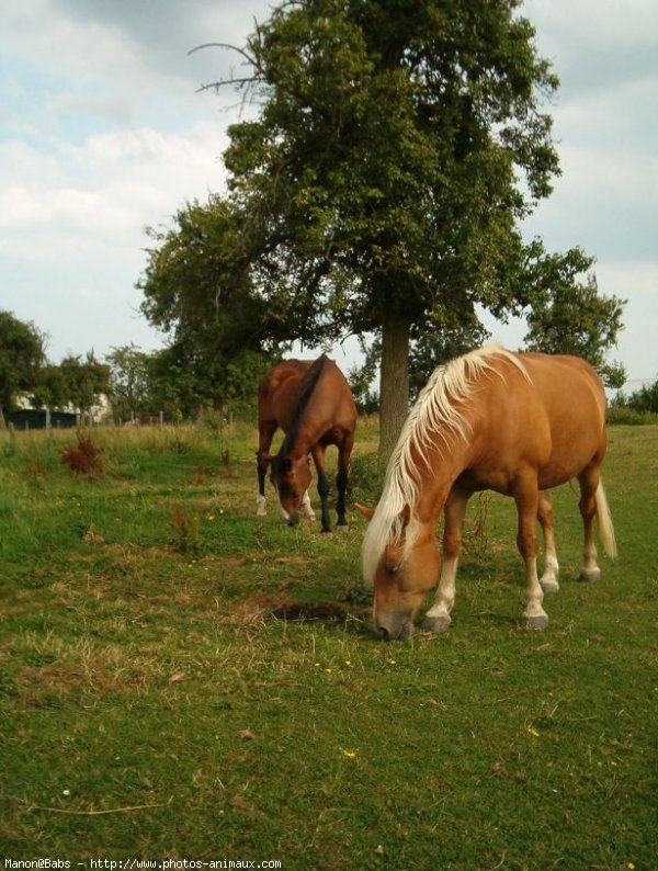 Photo de Haflinger