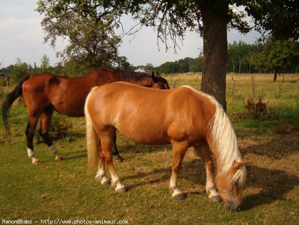 Photo de Haflinger