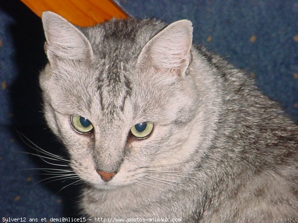 Photo de Chat domestique