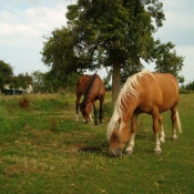 Photo de Haflinger