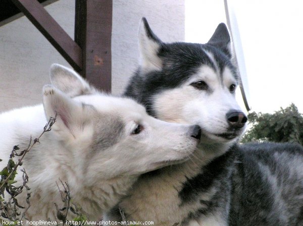 Photo de Husky siberien