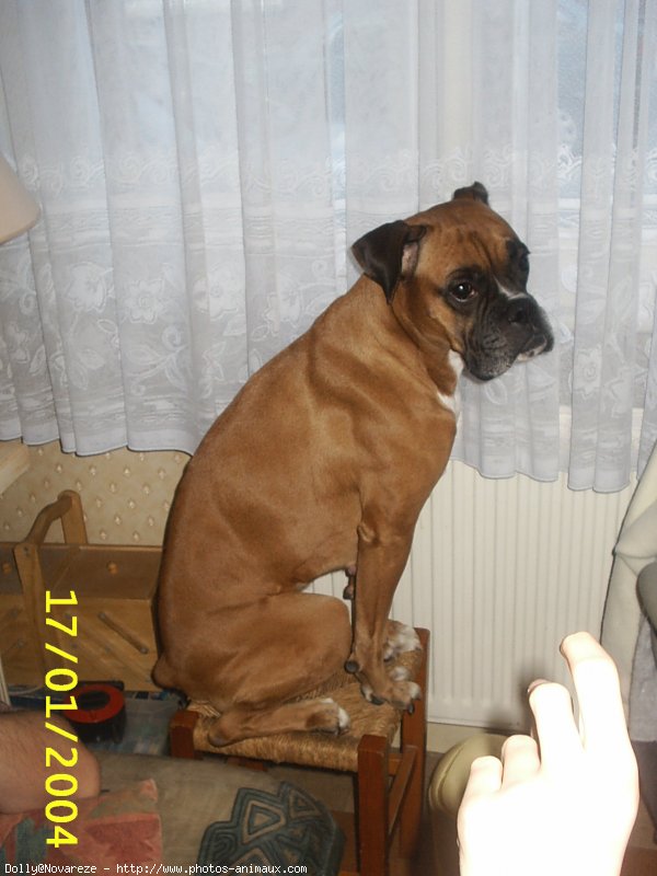 Photo de Boxer