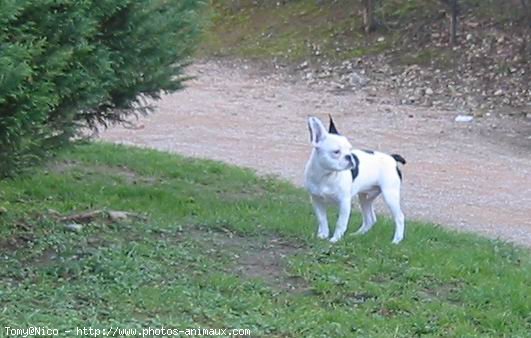 Photo de Bouledogue franais