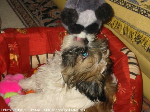 Photo de Shih tzu