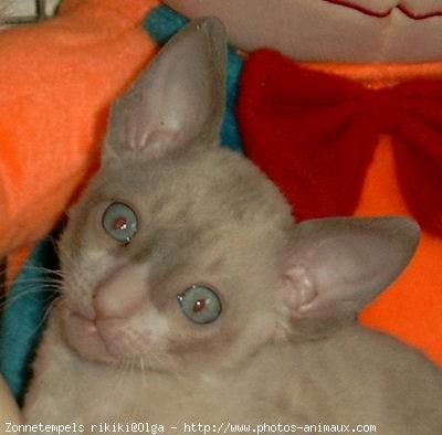 Photo de Cornish rex