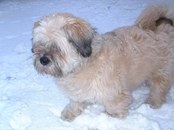 Photo de Lhassa apso