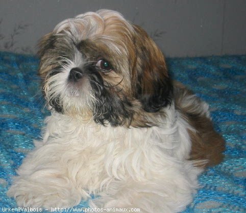 Photo de Shih tzu