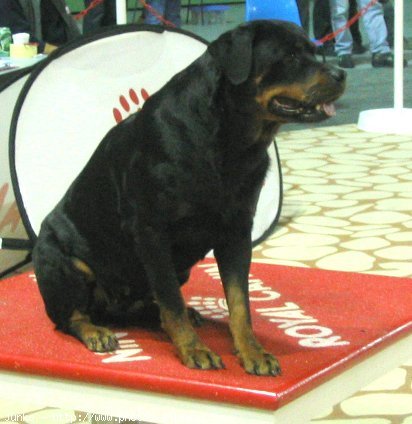 Photo de Rottweiler