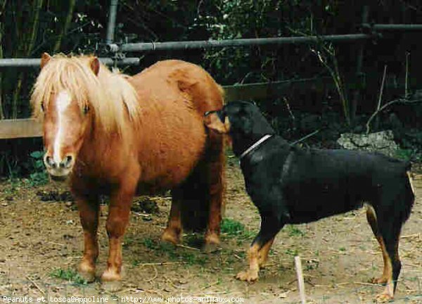 Photo de Races diffrentes