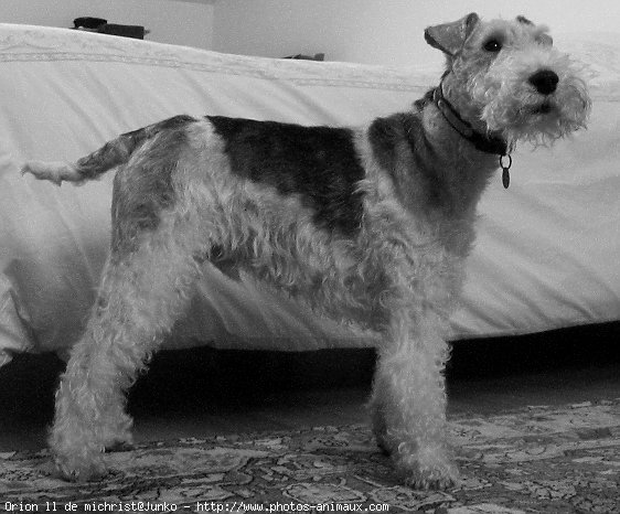 Photo de Fox terrier  poil dur