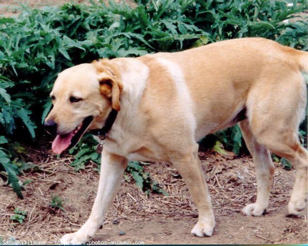 Photo de Labrador retriever