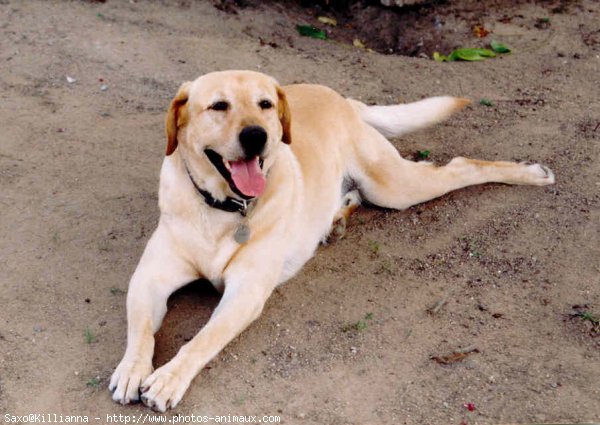 Photo de Labrador retriever