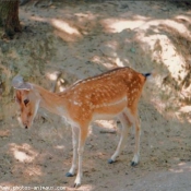 Photo de Biche