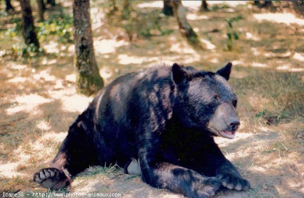 Photo d'Ours