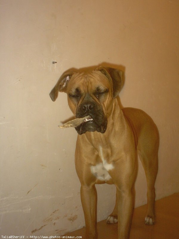 Photo de Boxer