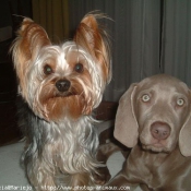 Photo de Yorkshire terrier