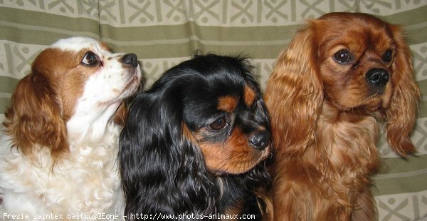 Photo de Cavalier king charles spaniel