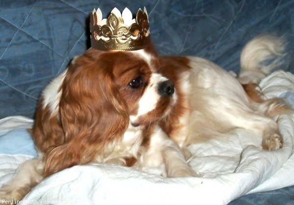 Photo de Cavalier king charles spaniel