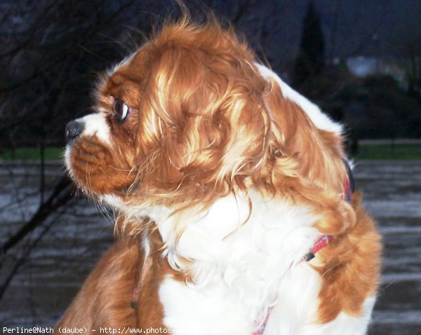 Photo de Cavalier king charles spaniel