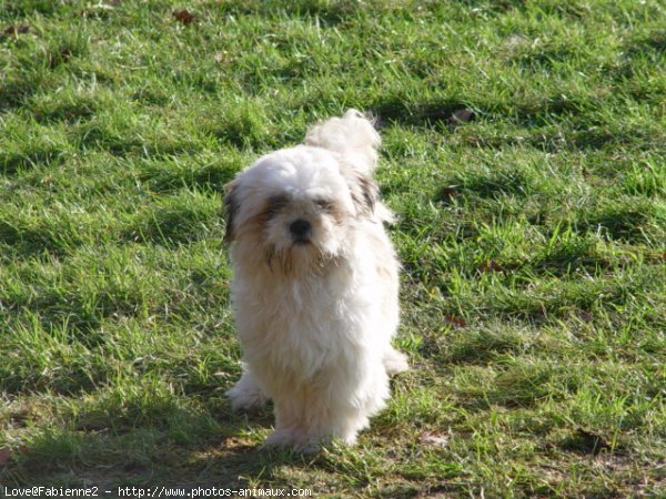 Photo de Shih tzu