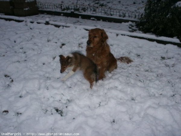 Photo de Chien de berger des shetland