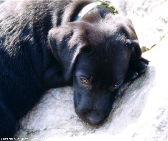 Photo de Labrador retriever