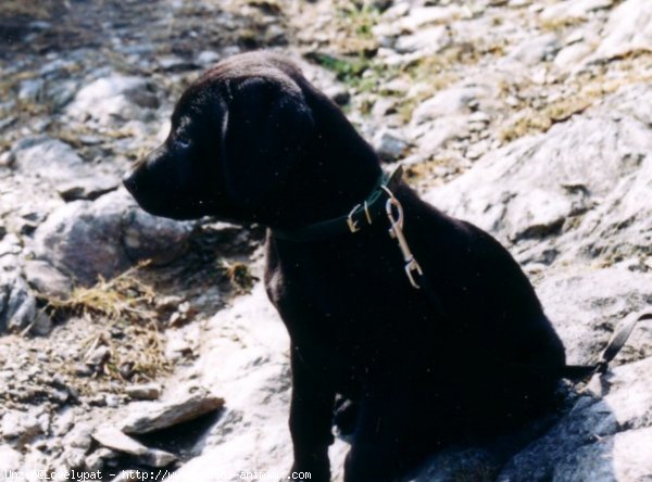 Photo de Labrador retriever