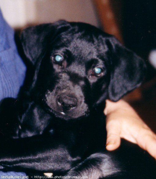 Photo de Labrador retriever