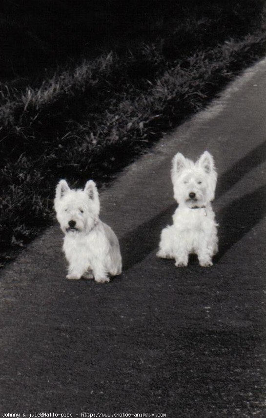 Photo de West highland white terrier