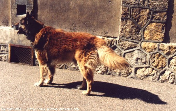 Photo de Berger belge malinois