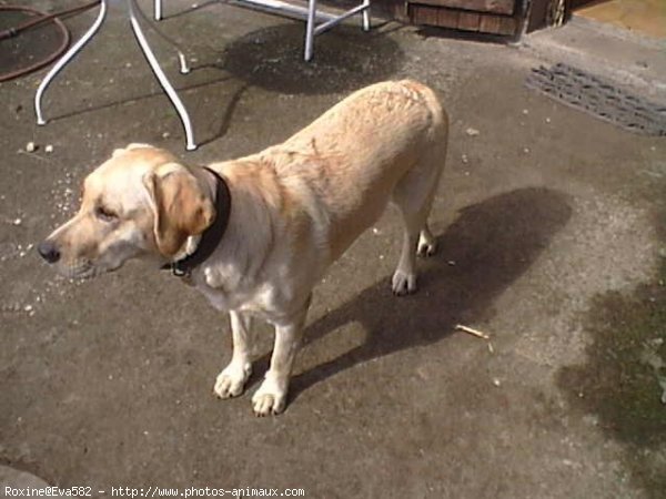 Photo de Labrador retriever