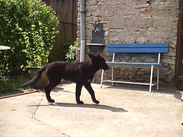 Photo de Berger belge groenendael