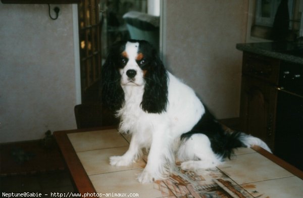 Photo de Cavalier king charles spaniel