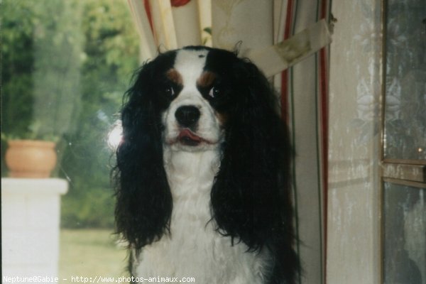 Photo de Cavalier king charles spaniel