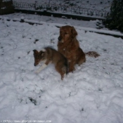 Photo de Chien de berger des shetland