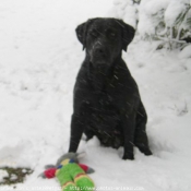 Photo de Labrador retriever