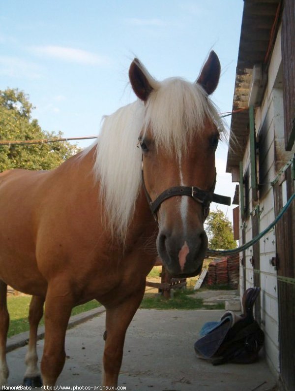 Photo de Haflinger