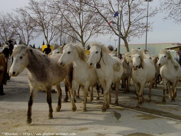 Photo de Camargue