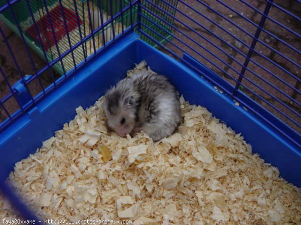 Photo de Hamster