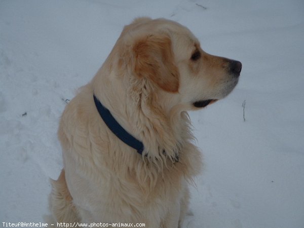 Photo de Golden retriever