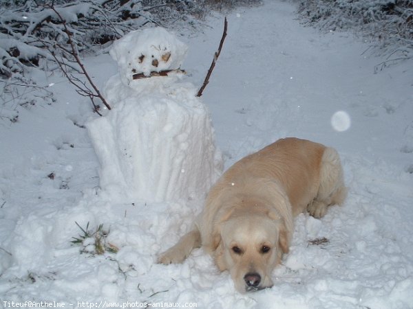 Photo de Golden retriever