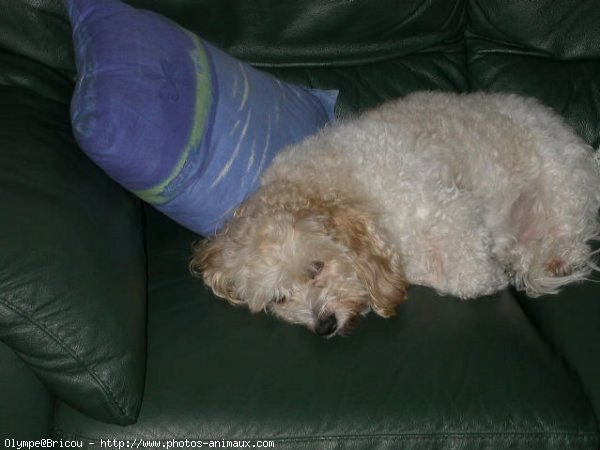 Photo de Coton de tulear