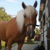 Photo de Haflinger