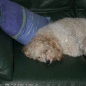 Photo de Coton de tulear